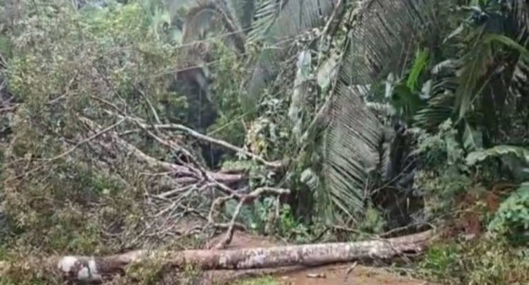 Sema desobstrui Parque Natural após queda de árvores causada por fortes chuvas