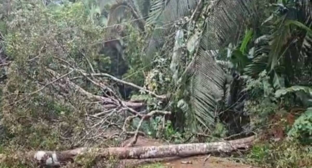 Sema desobstrui Parque Natural após queda de árvores causada por fortes chuvas