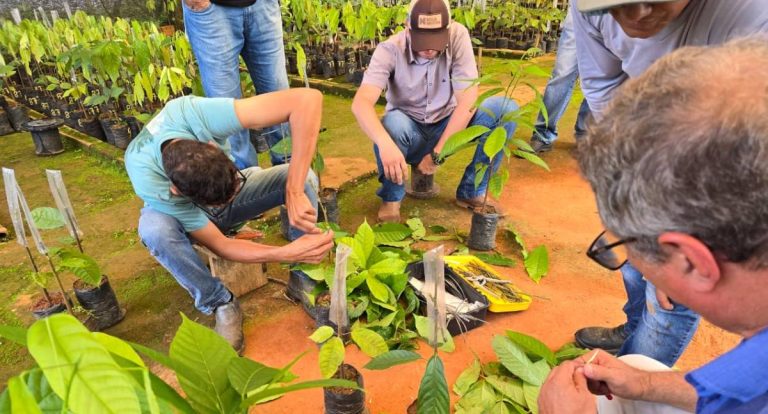 Servidores do Viveiro Municipal de Jaru concluem capacitação em enxerto de mudas de cacau