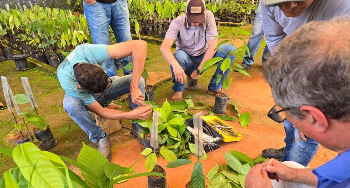 Servidores do Viveiro Municipal de Jaru concluem capacitação em enxerto de mudas de cacau