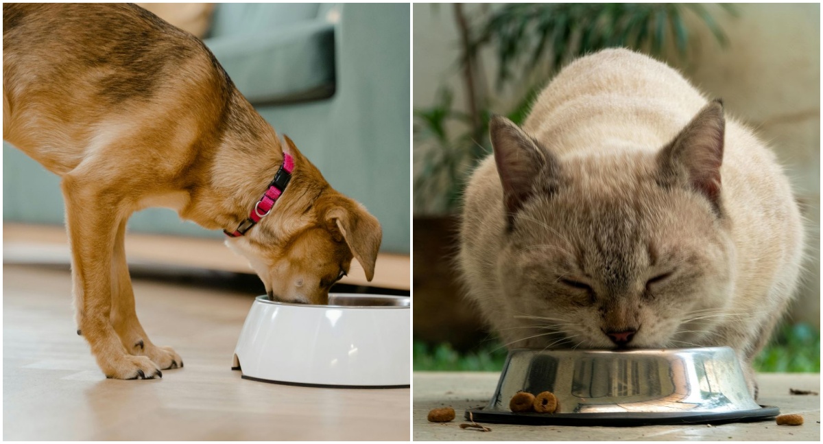 Verão exige atenção à hidratação e à alimentação de cães e gatos