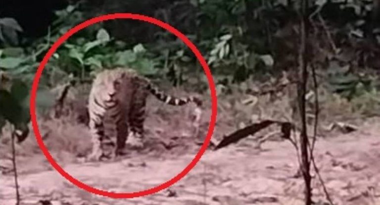 Vídeo antigo de onça volta a circular e assusta moradores em Vilhena