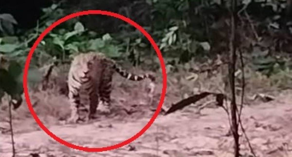 Vídeo antigo de onça volta a circular e assusta moradores em Vilhena