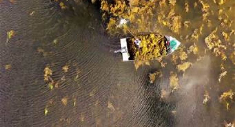 Alga marinha ajuda agricultores a enfrentar seca e chuvas irregulares