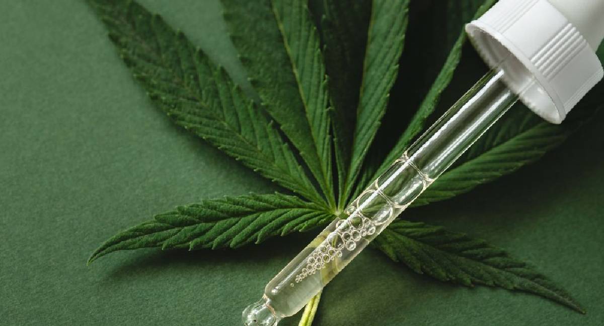 Anvisa publica normas para produção controlada de cannabis medicinal