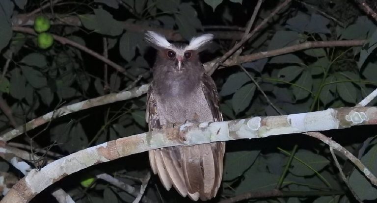 Carnaval 2026: Ecoturismo em Porto Velho impulsiona negócios locais