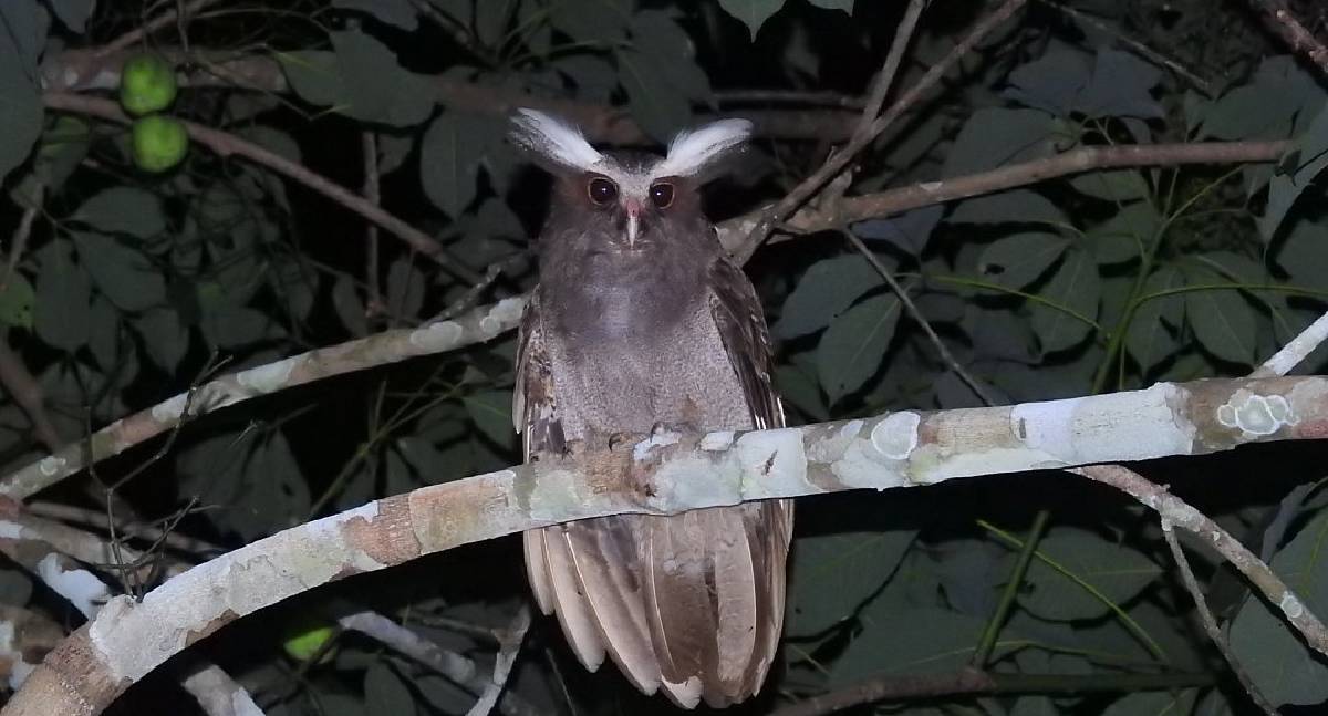 Carnaval 2026: Ecoturismo em Porto Velho impulsiona negócios locais