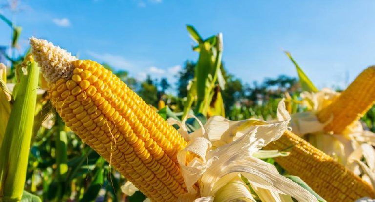 Exportações de milho rendem quase US$ 225 milhões a Rondônia em 2025