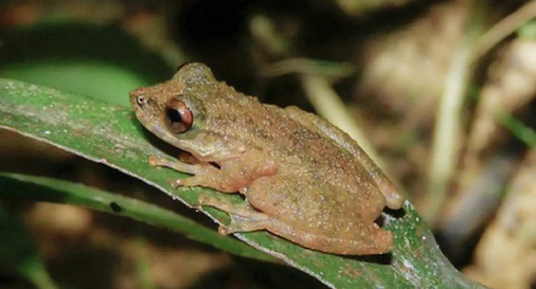 Nova perereca no Cerrado: espécie é endêmica