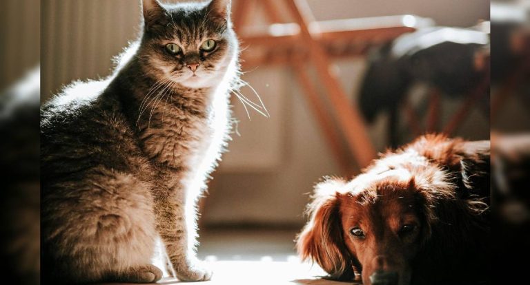 Cuidado gastrointestinal define a saúde de cães e gatos