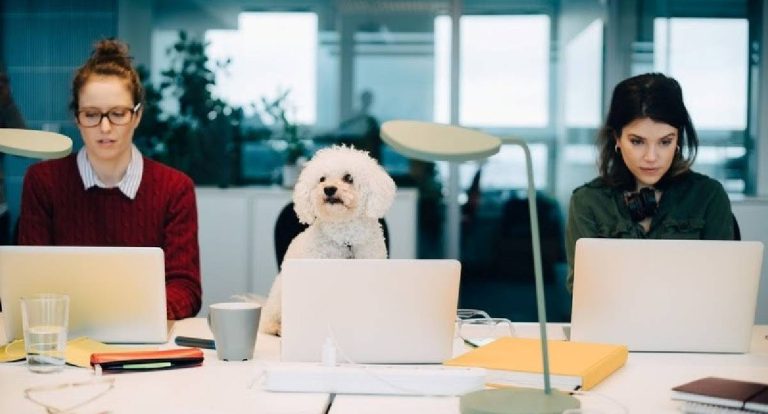 Empresas incorporam pets à rotina corporativa