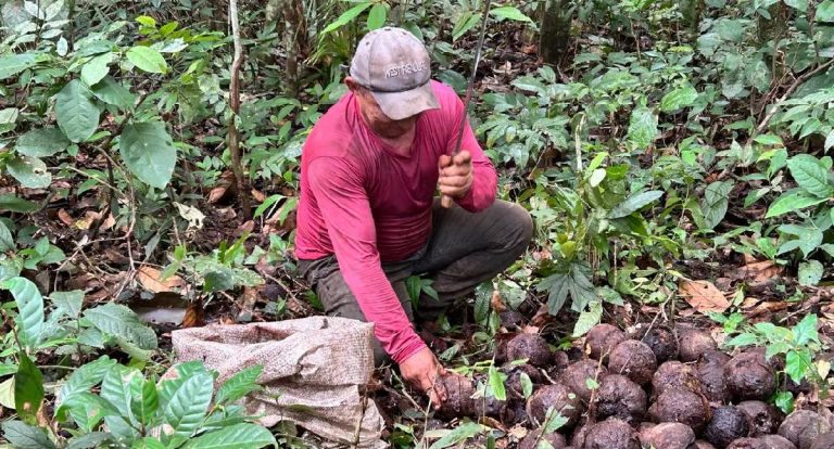 Castanha-da-Amazônia: safra 2026 cresce em RO