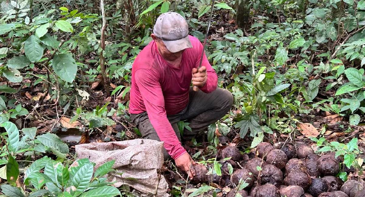 Castanha-da-Amazônia: safra 2026 cresce em RO
