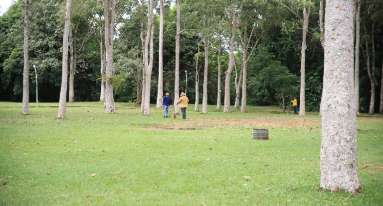 Porto Velho cria novas regras para manejo de árvores urbanas