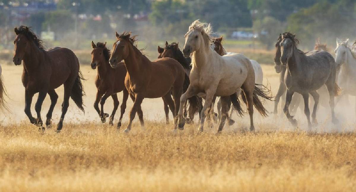 Porto Velho é o 4º município do Norte com maior número de cavalos, aponta IBGE