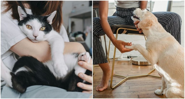 Relação entre tutor e pet vai além de comandos