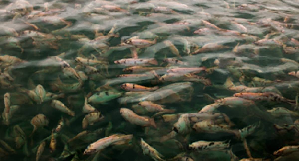 Tilápia produzida de forma sustentável fortalece segurança alimentar no Brasil