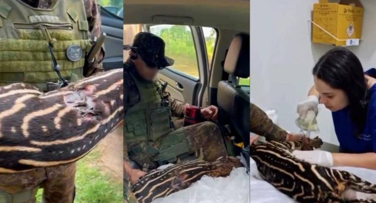 Anta ferida é resgatada pela polícia ambiental em área rural de Rondônia