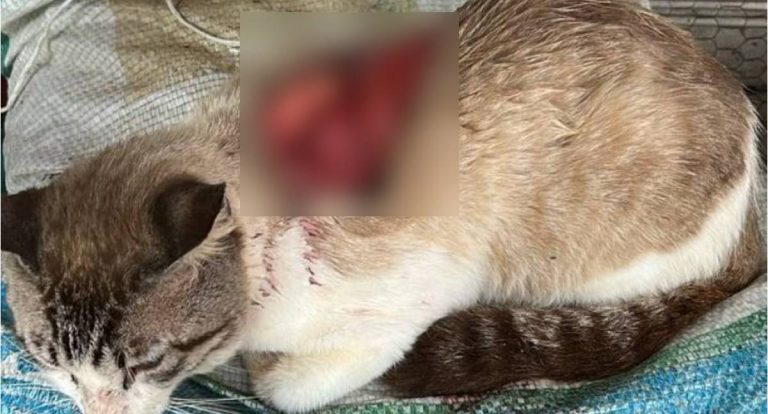 Ataques cruéis contra gatos mobilizam moradores em RO