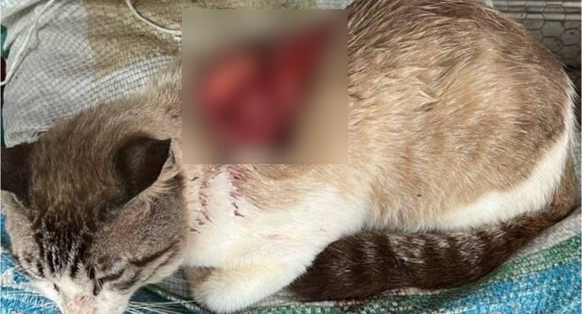 Ataques cruéis contra gatos mobilizam moradores em RO