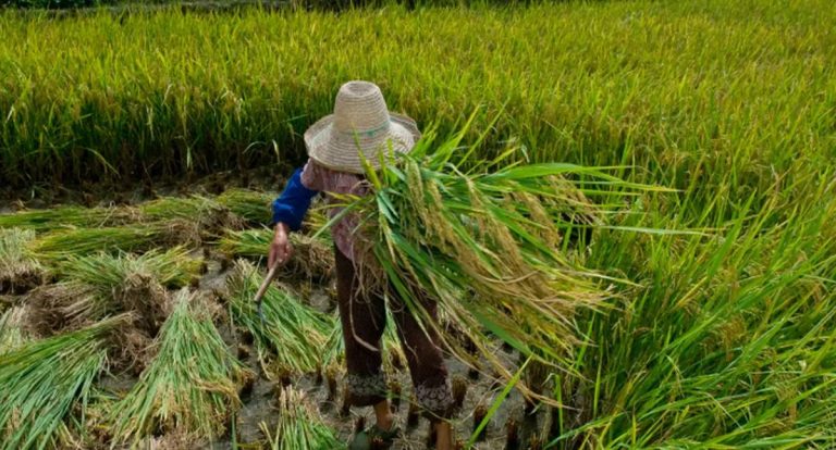 Brasil promulga protocolo da OIT contra trabalho forçado