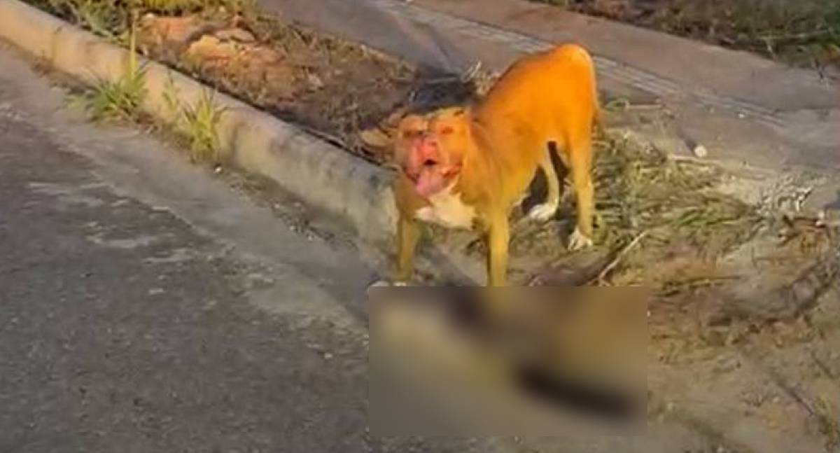 Cadela pit bull mata gato e causa pânico em moradores de Vilhena