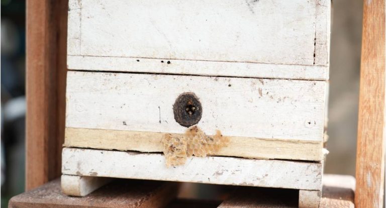 Capacitação fortalece apicultura em Porto Velho