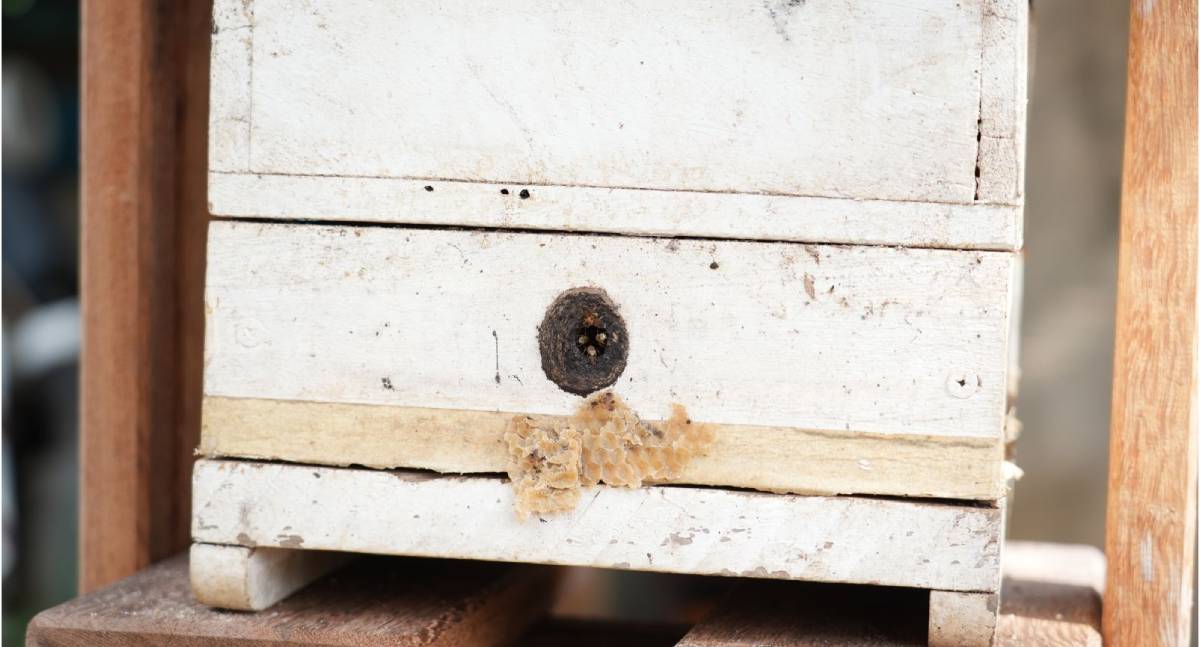 Capacitação fortalece apicultura em Porto Velho