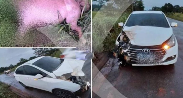 Carro colide com animal solto na RO-010 em RO