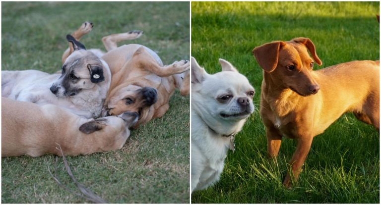 Conheça estratégias para desenvolver a cognição dos cães em casa e na rua