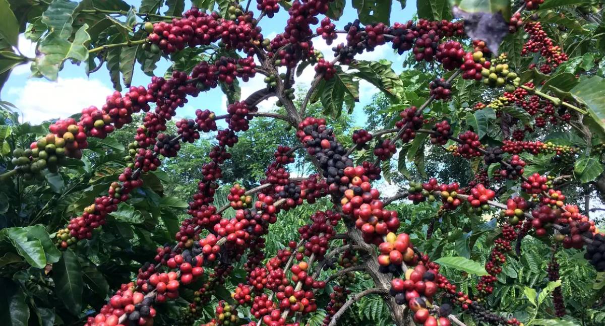 Conab projeta safra recorde de café com alta de 17,1% em 2026