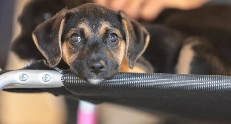 Educação humanitária ajuda a prevenir violência contra animais