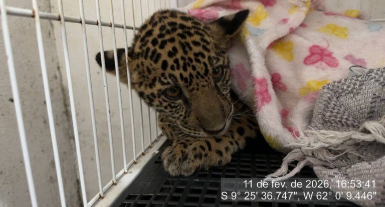 Filhote de onça-pintada é resgatado em Machadinho do Oeste