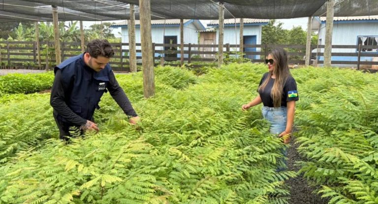 Governo de RO vistoria viveiros de mudas em municípios