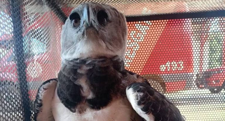 Harpia é resgatada após ficar presa em caminhão na BR 364