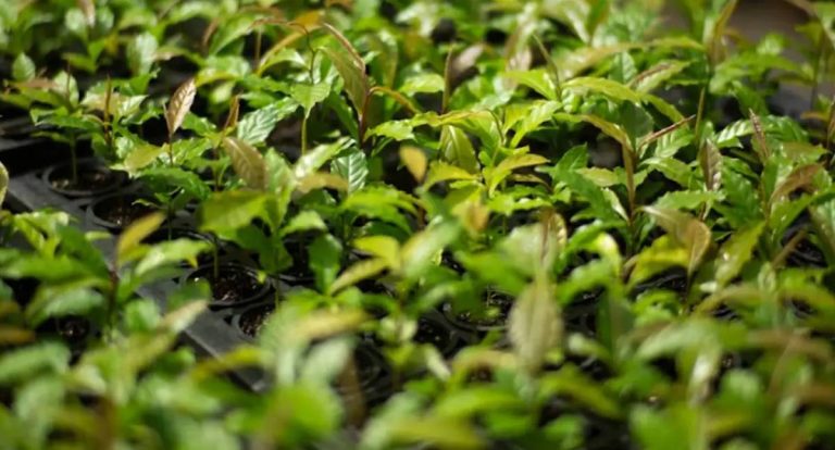 Mata Atlântica se torna modelo global de restauração florestal