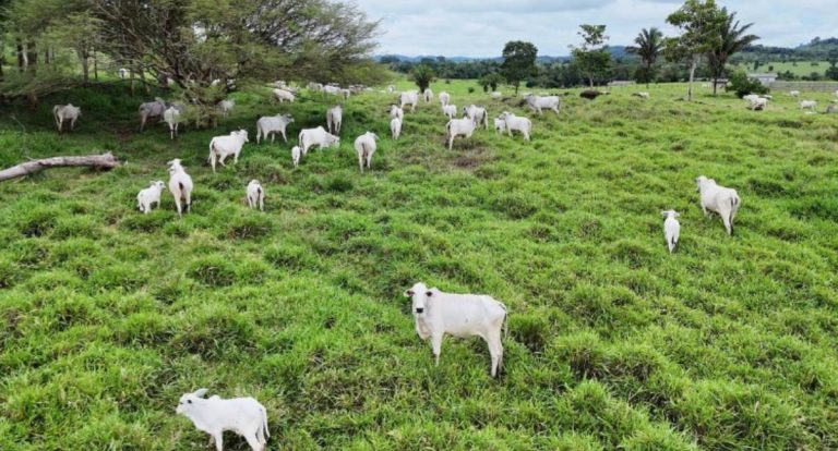MP denuncia seis pessoas por fraude bilionária em frigoríficos