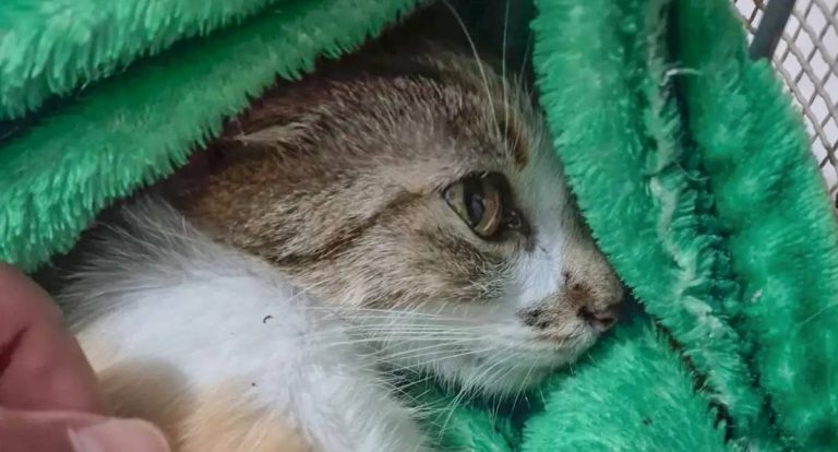 Mulher é detida após jogar gata de prédio em Curitiba