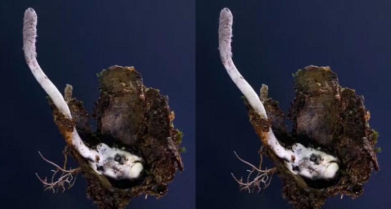 Novo fungo zumbi é descoberto na Mata Atlântica do Rio de Janeiro