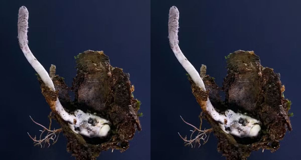 Novo fungo zumbi é descoberto na Mata Atlântica do Rio de Janeiro