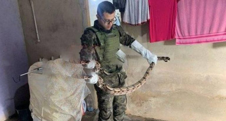Polícia Ambiental resgata serpente de grande porte em Alta Floresta