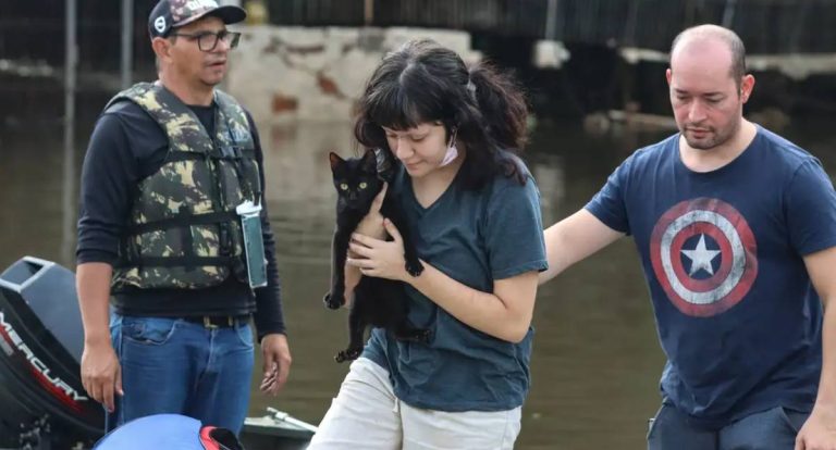 Senado aprova política de proteção a animais resgatados em desastres