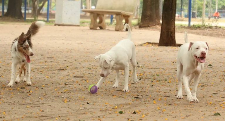 Senado avança com projeto que cria o Estatuto dos Cães e Gatos