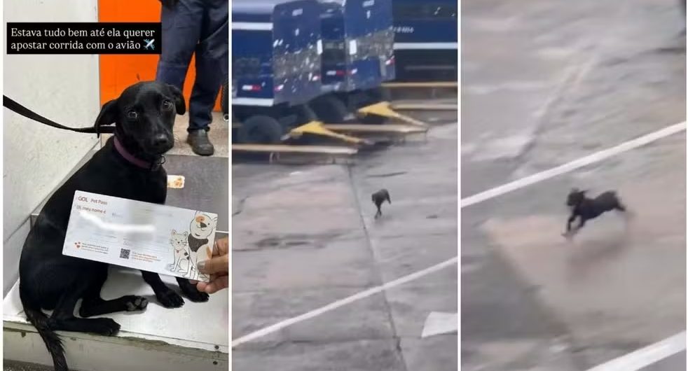 Cachorra-foge_-invade-pista-e-paralisa-voos-em-Congonhas