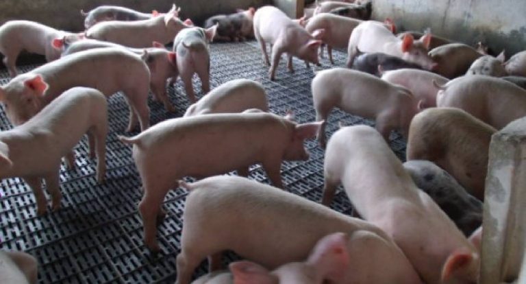 Rondônia busca ampliar produção de suínos com foco em mercado e exportação