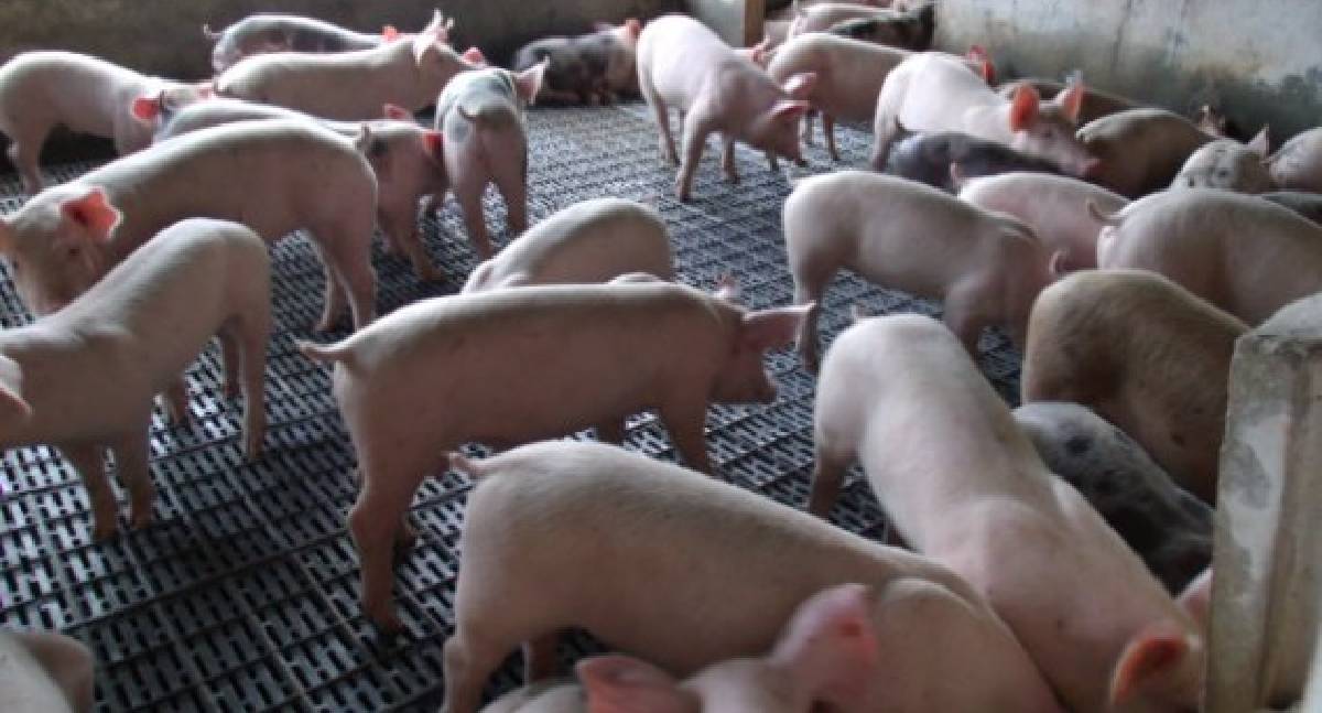 Rondônia busca ampliar produção de suínos com foco em mercado e exportação