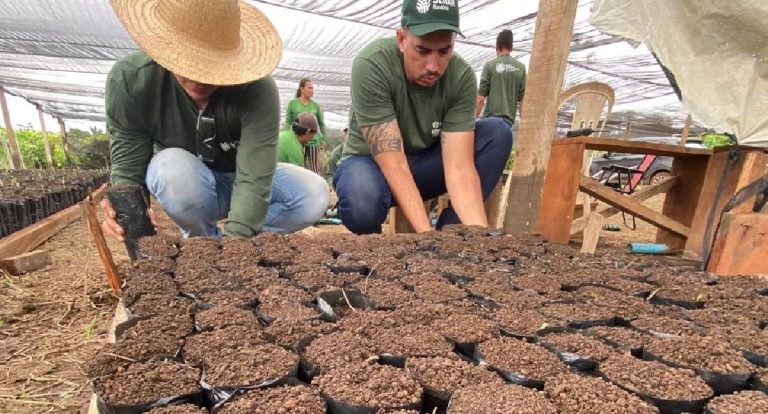 Projeto Fomenta Cacau fortalece produção de mudas para agricultores
