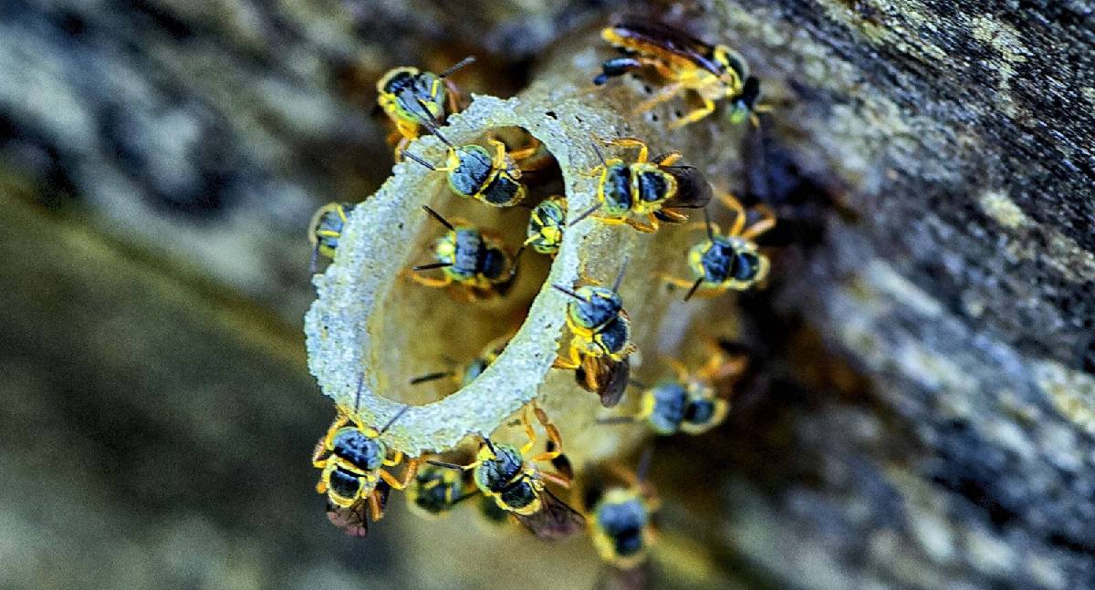 Dia do Mel destaca apicultura em Porto Velho