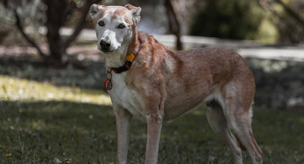 Envelhecimento canino exige novas práticas de cuidado