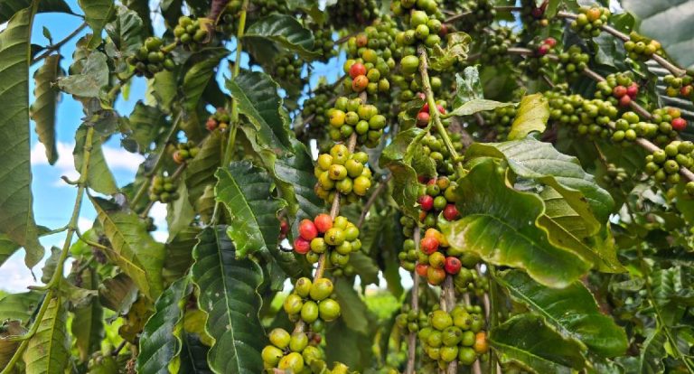 Dra Taíssa: mudas de café fortalecem agricultura